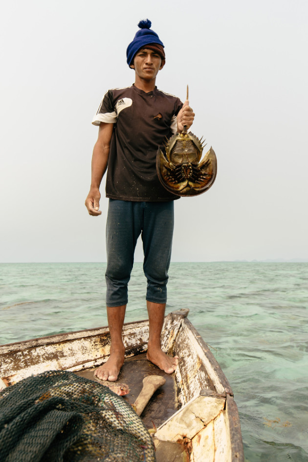 Horseshoe crab. &copy; Mark Lehn.