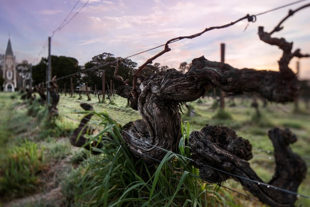Henschke Hill of Grace, one of the Top 50 Vineyards of 2021. (Photo source: Vineyard of the Year Awards)