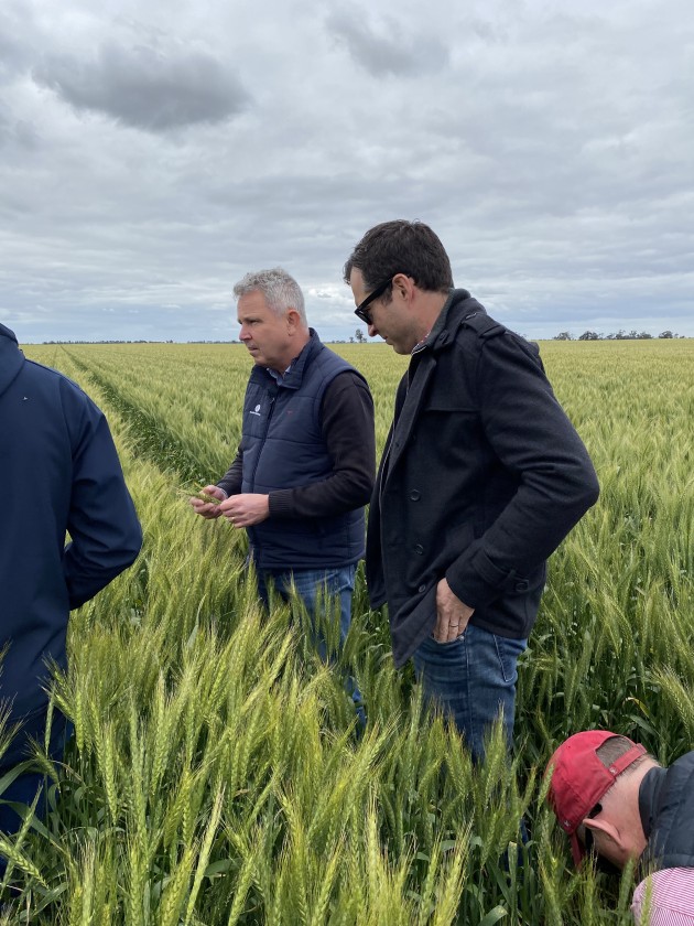 Arista Cereals, a joint venture between CSIRO and French farmer-led co-operative, Limagrain, has exclusively granted Allied Pinnacle the licensed patents for High Fibre Wheat in Australia.