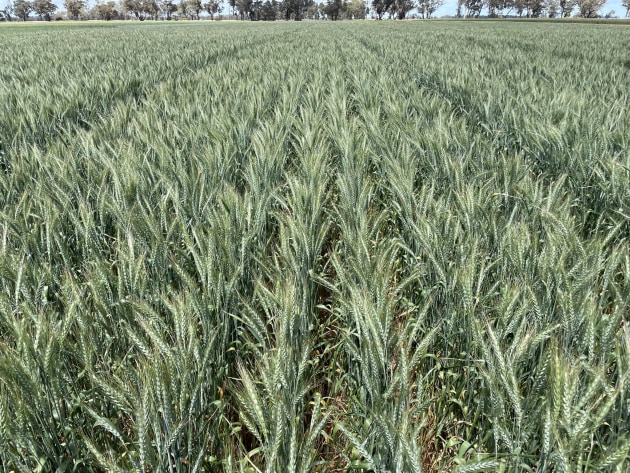 Arista Cereals, a joint venture between CSIRO and French farmer-led co-operative, Limagrain, has exclusively granted Allied Pinnacle the licensed patents for High Fibre Wheat in Australia.