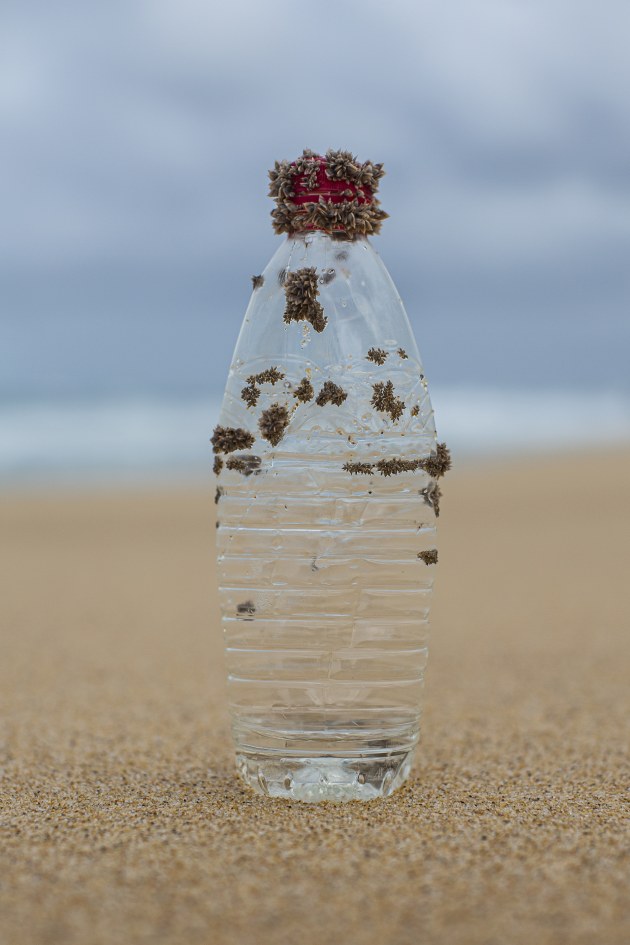 &copy; Hilary Wardhaugh. Potato Point, NSW.