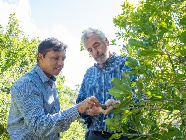 Professor Bruce Topp and Dr Mobashwer Alam investigating macadamia crops.
Source: University of Queensland