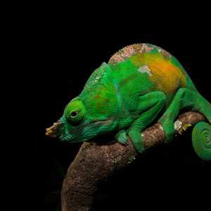 There are more species of chameleon in Madagascar than anywhere else in the world. Because of their slow nature and reliance on camouflage and colouring, chameleons are quite obliging photo subjects. Nikon D700, 15mm f2.8 lens, 1/80s @ f/20, ISO 160.