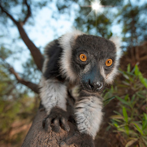 Although common in zoos, the black and white ruffed lemur is one of the rarest of all lemur species. Fortunately, a few populations are preserved and protected in some of Madagascar&rsquo;s reserves. Nikon D700, 16-35mm f4 lens @ 16mm, 1/1250s @ f/4, ISO 100.