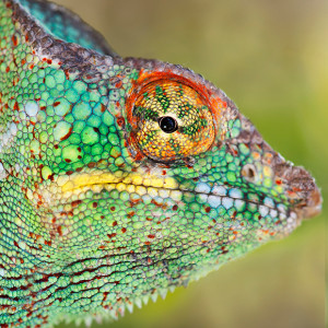 Parson&rsquo;s chameleon, the world&rsquo;s largest chameleon species, is found in the rainforests of eastern and northern Madagascar. Nikon D700, 105mm f2.8 lens, 1/500s @ f/7.1, ISO 1000.