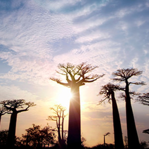 Panoramic sunset view of Madagascar&rsquo;s enigmatic giant Baobab trees. Nikon D700, 16-35mm f4 lens @ 20mm, 1/160s @ f/22, ISO 100.