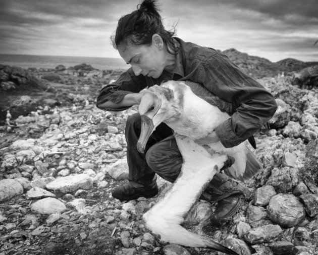 On Albatross Island. &copy; Matthew Newton.