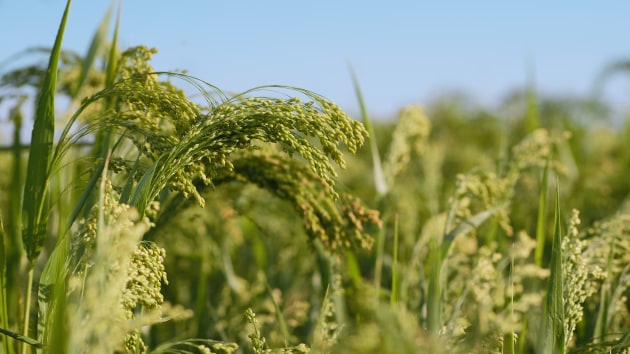 IFF has launched its Sustainability Brewing Calculator &ndash; a tool designed to minimise water, energy, CO2 emissions, and land use through adjusting raw materials used.
Source: IFF