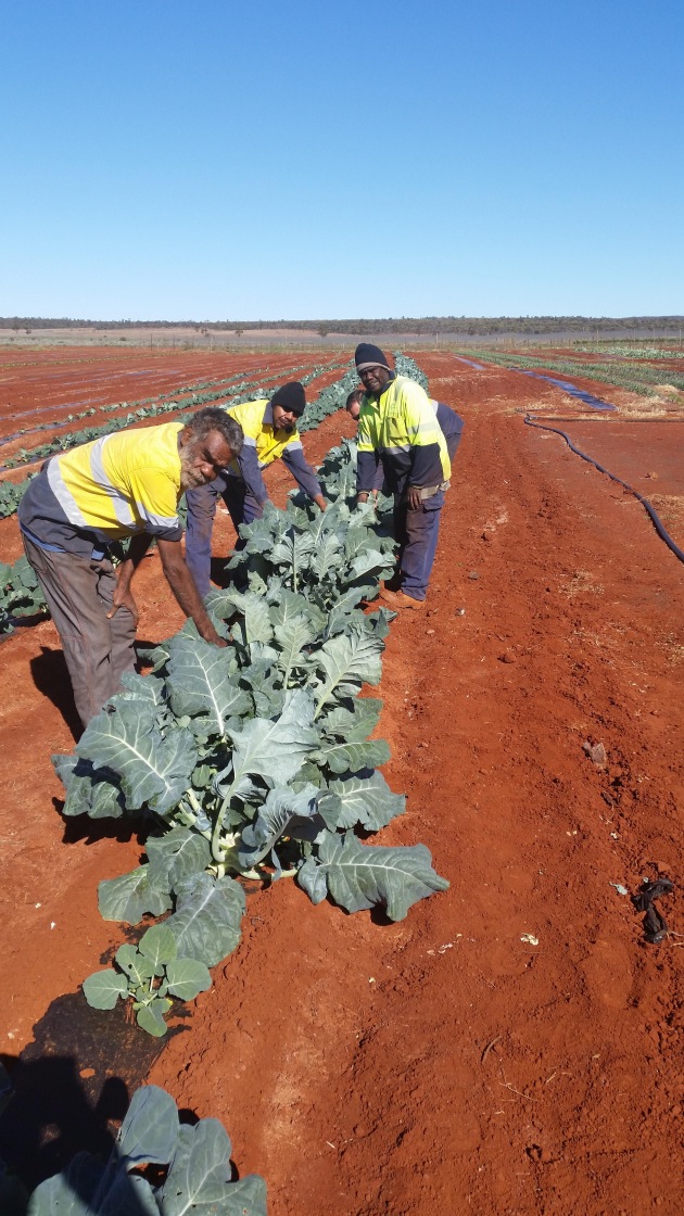 In 2020, Coles granted $90,000 to MEEDAC's Innovation Park, which helped the corporation to purchase and install picking and packing equipment and infrastructure, a work platform and spray machine.