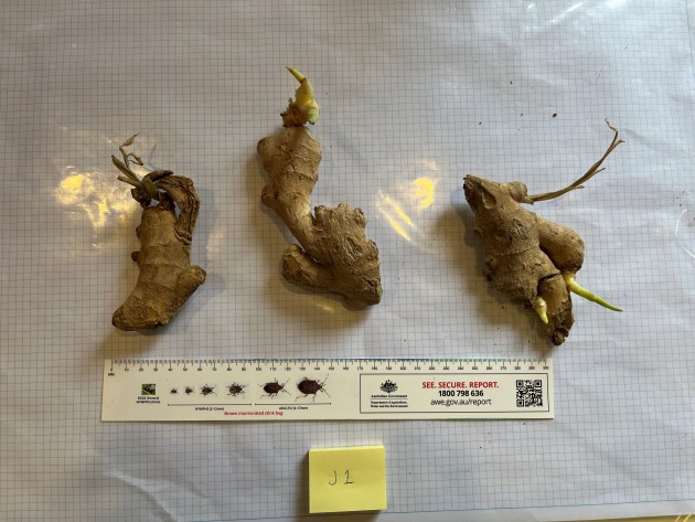 Biosecurity officers secured approximately 38 tonnes of risk material&mdash;including boxes of turtle meat, frog meat, plant products, avian meat, pig meat, beef meat, and raw prawns. Image: DAFF