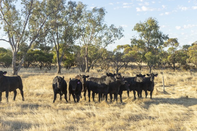 Coles Finest Carbon Neutral Beef Western Australian supplier, Ivan Rogers' farm in Tammin, Western Australia.