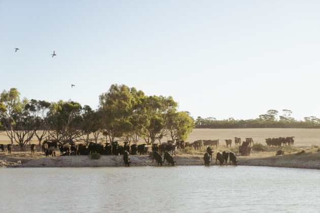 Coles Finest Carbon Neutral Beef Western Australian supplier, Ivan Rogers' farm in Tammin, Western Australia.