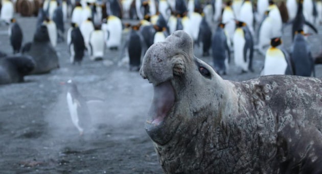 Walrus Breath! &copy; Jackie Downey.