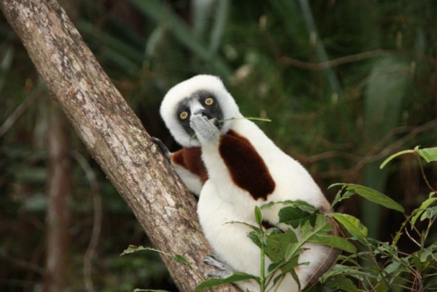 Astonished Lemur. &copy; Jakob Strecker.