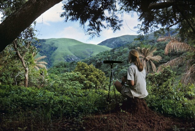 &copy; Jane Goodall. In her early days at Gombe, Jane Goodall spent many hours sitting on a high peak with binoculars or a telescope, searching the forest below for chimpanzees. She took this photo of herself with a camera fastened to a tree branch.