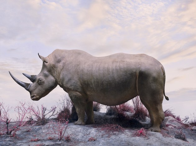 &copy; Jim Naughten. C type, no border. 
Edition 10 of 10. 
Life on earth began 542 million years ago with the Paleozoic ( early life ) period. This was followed by the Mesozoic ( middle life ) ending with the dinosaurs 66 million years ago. The Cenozoic ( age of mammals ) takes us to the present day. &lsquo;Eremozoic&rsquo; is the named suggested by biologist E. O. Wilson for the current period, more commonly referred to as the &lsquo;Anthropocene&rsquo; (age of man), Wilsons suggestion implies an age of &lsquo;loneliness&rsquo; reflecting the upcoming biological age after the sixth great extinction.