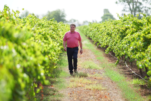 The proposed sale includes a selection of premier vineyards located in Australia&rsquo;s renowned wine regions. Image: Vince Bucello