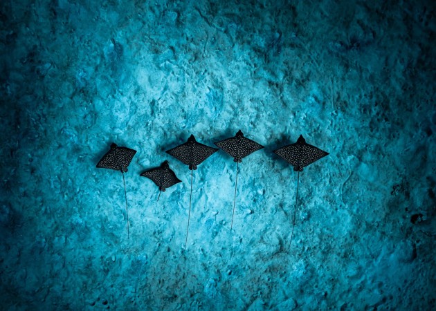 Five spotted eagle rays glide above the sandy seabed, their dark bodies and white markings contrasting against the pale background. These rays often travel together while searching for prey, using electroreceptors to detect hidden molluscs and crustaceans beneath the sand. | John Kowitz / Ocean Photographer of the Year
