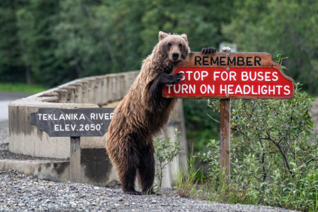 Drive Safe! &copy; Jonathan Irish.