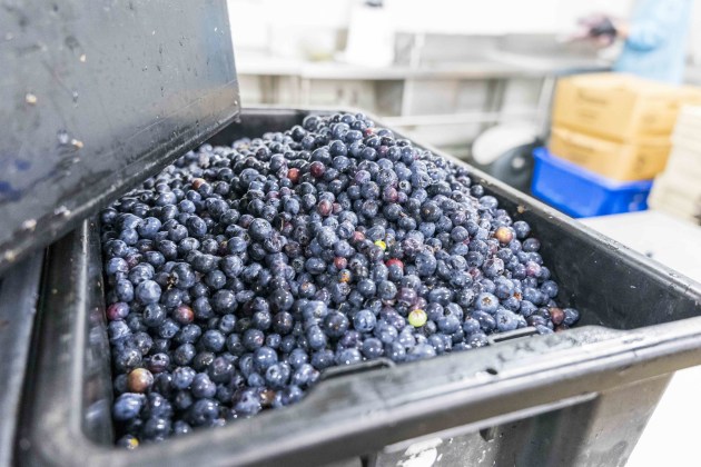 For this season's Conscious Drink, more than two tonnes of blueberries that would have normally gone to waste have been saved from Coffs Harbour, New South Wales, juiced and combined with native wild lemongrass, pepperberry, lemon tea tree, and oldman saltbush, and then lightly carbonated. (Source: Kakadu Kitchen/OzHarvest Ventures)