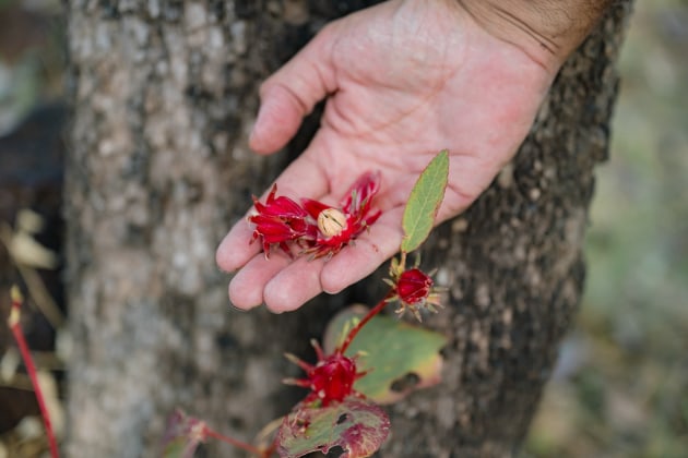 Only one to two per cent of the native bush food and botanicals businesses are led or owned by First Nations people. The Conscious Drink collaboration is one way to raise awareness of that inequity and educate consumers to actively look for more ways to support Aboriginal-owned businesses. (Source: Kakadu Kitchen/OzHarvest Ventures)