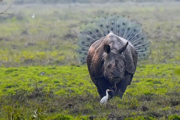 Rhinopeocock 4. &copy; Kallol Mukherjee.