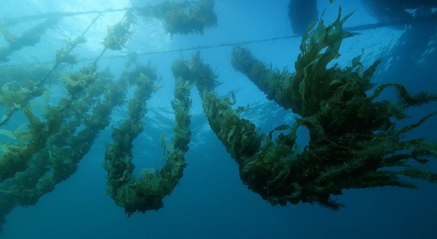 Kelp cultivation. Image: Copyright University of Tasmania.
A target of $100 million in production by 2025 is the catalyst for the newly formed Australian Sustainable Seaweed Alliance (ASSA). The federal government has also boosted its investment, injecting $59 million into the Marine Bioproduct Cooperative Research Centre over the next 10 years.