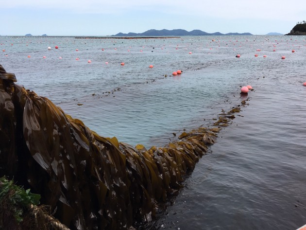 Kelp ocean farm in South Korea. Image: Copyright Australian Seaweed Institute.
A target of $100 million in production by 2025 is the catalyst for the newly formed Australian Sustainable Seaweed Alliance (ASSA). The federal government has also boosted its investment, injecting $59 million into the Marine Bioproduct Cooperative Research Centre over the next 10 years.