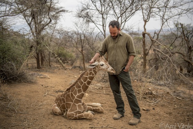 Dave Matthews (@davematthewsband) meets &ldquo;Shorty&rdquo; or "Fupi" in Swahili, one of the orphaned reticulated #giraffes being cared for by the team at the Reteti Elephant Sanctuary (@r.e.s.c.u.e) where he will be rehabilitated and returned to the wild. Sarara has already returned three giraffes to the wild recently but each time a new orphan arrives, out of the blue, the former orphans, who are all grown up and living in the wild, come back to the sanctuary to greet the new orphans as soon as they arrive. They must have some way of communicating and knowing these babies are there. &copy; Ami Vitale.