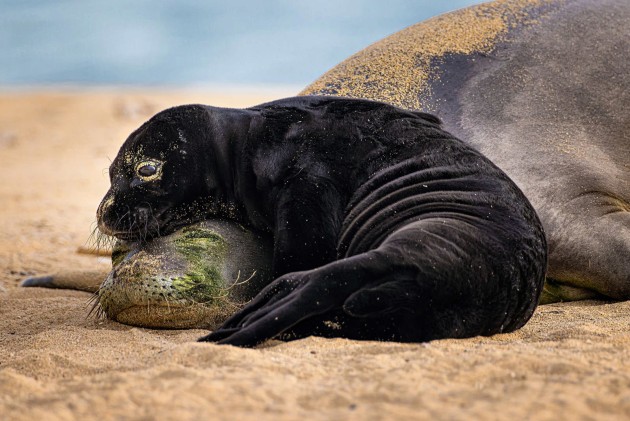 A Hawaiian monk seal rests with her week-old pup on Kaimana Beach in Waikīkī. Mothers nurse their pups for around six weeks without feeding, losing up to a third of their body weight while the pup grows rapidly before becoming independent. | Leighton Lum / Ocean Photographer of the Year
