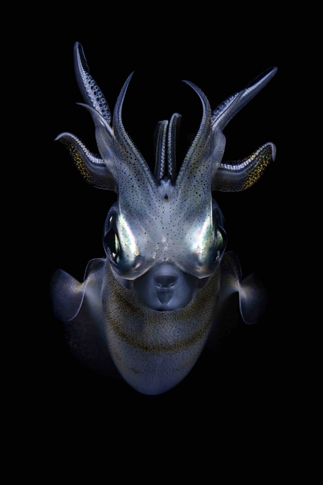 Alpha Awards 2023 Grand Prize Winner, Aliens Exist by Lewis Burnett. 
Selected by Scott Gray, CEO of the World Photography Organisation.
Winner of Nature Category.