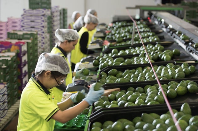 Costa Group Lovacado production facility.