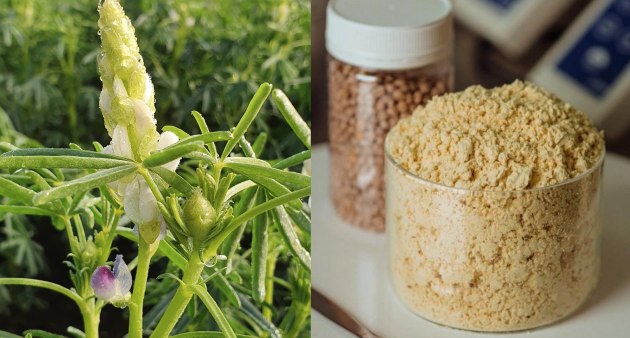 Wide Open Agriculture will become the world's largest lupin protein producer following its planned A$7.7m raise. Images: Wide Open Agriculture