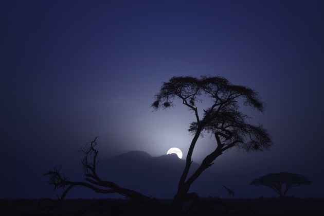 Marsel van Oosten, The Netherlands. Amboseli National Park, Kenya Masai giraffe. Moonset silhouette of an Umbrella thorn acacia, a Masai giraffe, and the Amboseli escarpment.