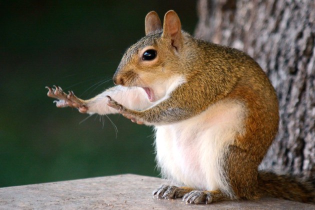 Caught In The Act. &copy; Mary McGowan
Brandon.