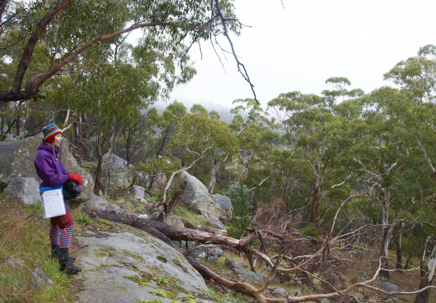 A damp lookout on Mount Alexander. M Ball