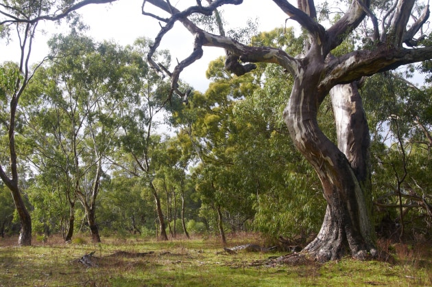 Farmland shows between trees at the foot of Mount Alexander. M Ball