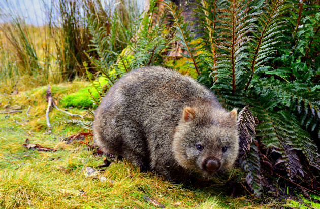 Wombat. Michael Jerrard/Unsplash