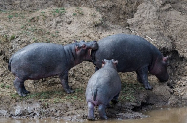 Should Have Gone To Specsavers. &copy; Michael Lane.