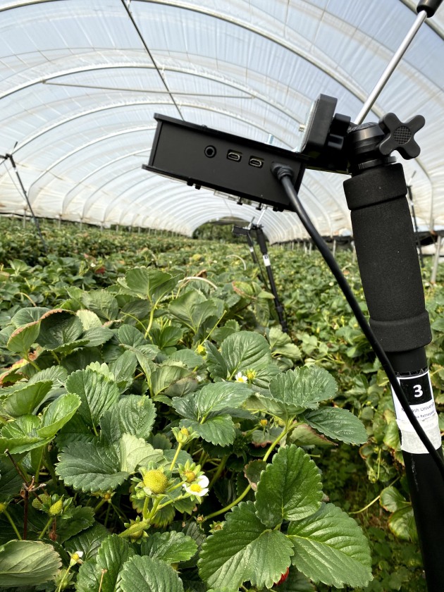 A camera records pollinators at a commercial strawberry farm in Victoria. Image: Monash University
