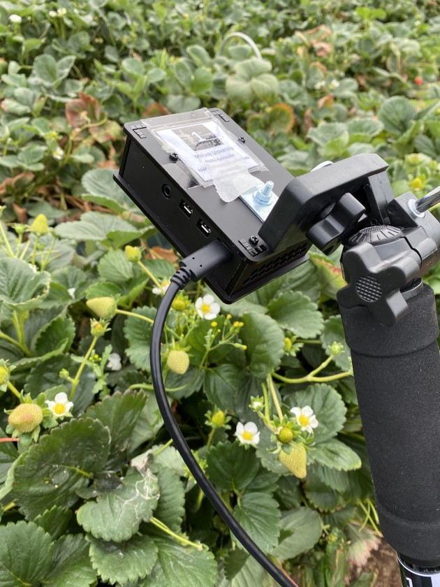 Miniature camera units deployed in a strawberry farm. Image: Monash University