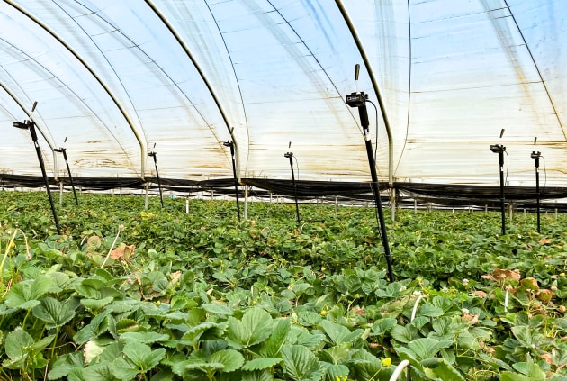 A new monitoring system developed by Monash University researchers is using AI to track bee movement, helping improve pollination and crop yield, with research conducted at a commercial strawberry farm in Victoria. Image Monash University