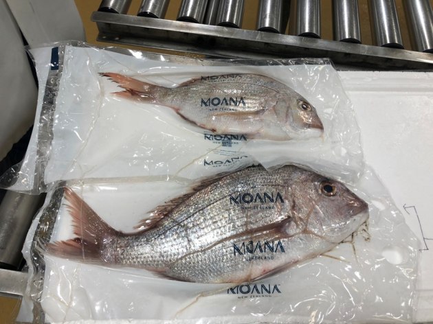 The Bronze winner of the 2020 WPO Presidents Award is Plantic Technologies for the Plantic RV Material used by Moana seafood company to supply fresh fish to the on-line meal delivery company &lsquo;My Food Bag&rsquo;.