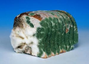 A new form of plastic is being hailed as a breakthrough in helping keep products such as bread and cheese mould-free for longer, and help prevent food waste.