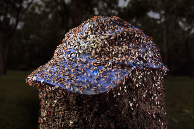 Liss Fenwick, Nuptial flight, Humpty Doo, Larrakia Wulna country, from the series 'Humpty Doom', 2015-2023.
Courtesy of the artist. Museums Victoria (supplied)