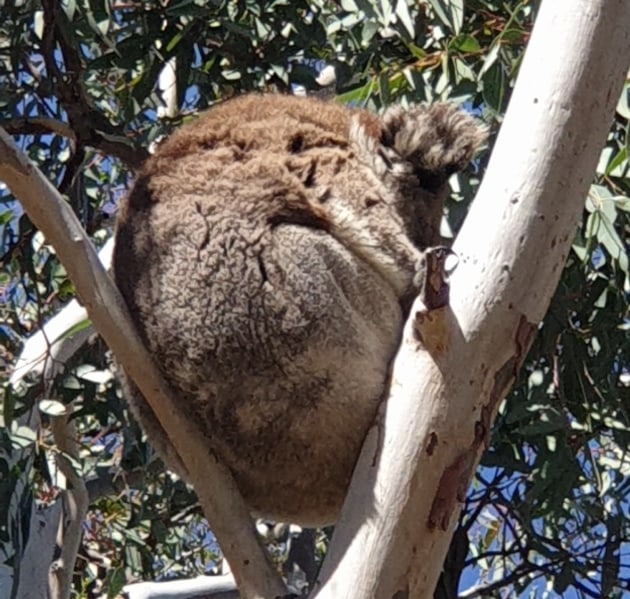 National Eucalypt Day Photo - QG player HappyChaos