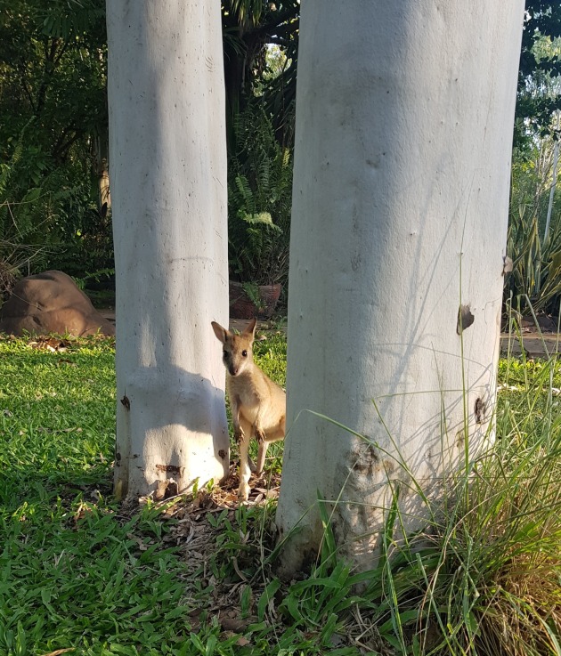 National Eucalypt Day Photo - QG player Lukeenright123