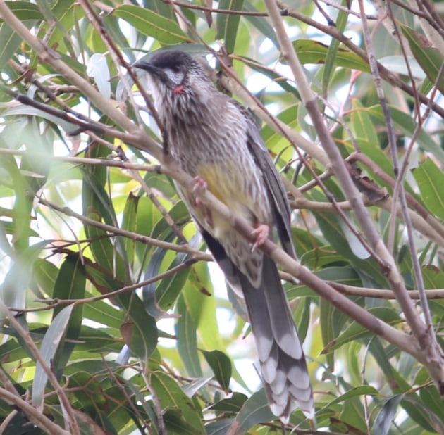 National Eucalypt Day Photo - Wattlebird - QG player Greggo