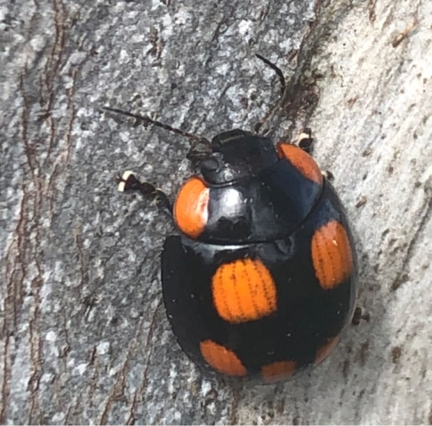 National Eucalypt Day Photo -Leaf Beetle- QG player Hannah