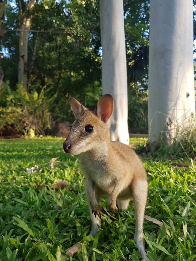 National Eucalypt Day Photo 2 - QG player Lukeenright123